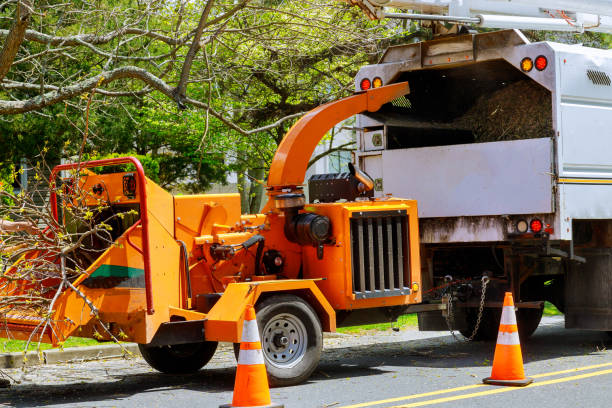 How Our Tree Care Process Works  in  Ferguson, MO