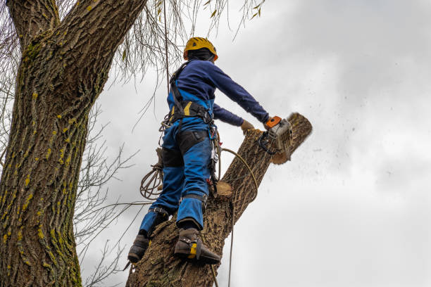 Ferguson, MO Tree Removal Company